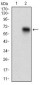 CD68 Antibody